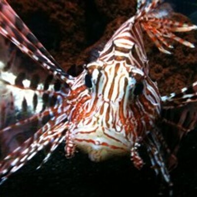 Profile Picture of Scott Rossman (@RossmanScott) on Twitter