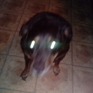 David Gebler - Twitter Profile Picture of David Gebler (@Thedanklenny) on Twitter