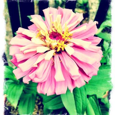 Profile Picture of Mandy Millican (@mandymillican) on Twitter
