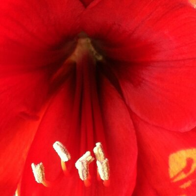 Profile Picture of Janet Bochar (@JPnut13) on Twitter
