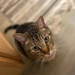 Profile Picture of Charlie Carson (@charlie_catt_) on Instagram