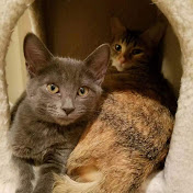 Profile Picture of Xu Lu (@Nicole-tm9by) on Youtube