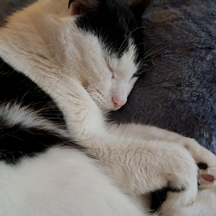 Profile Picture of Blossom (@janetcorry) on Tiktok