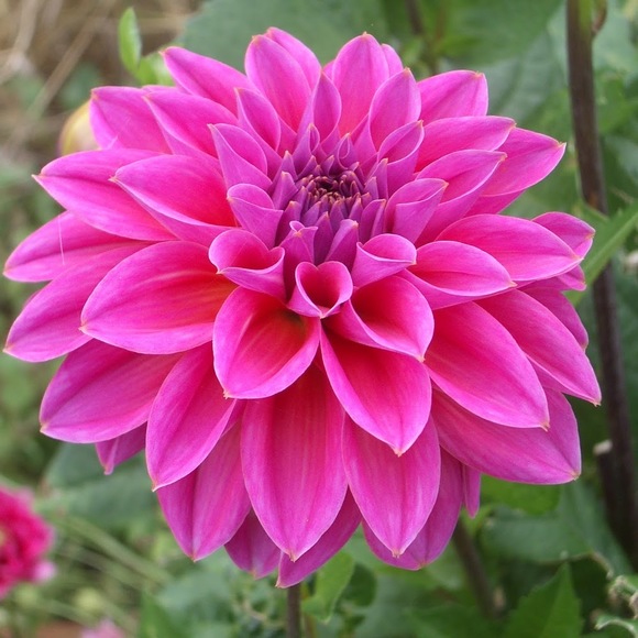 Profile Picture of Amiah Webster (@18115) on Poshmark