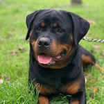 Profile Picture of Renna The Rottie (@rennatherottie) on Instagram