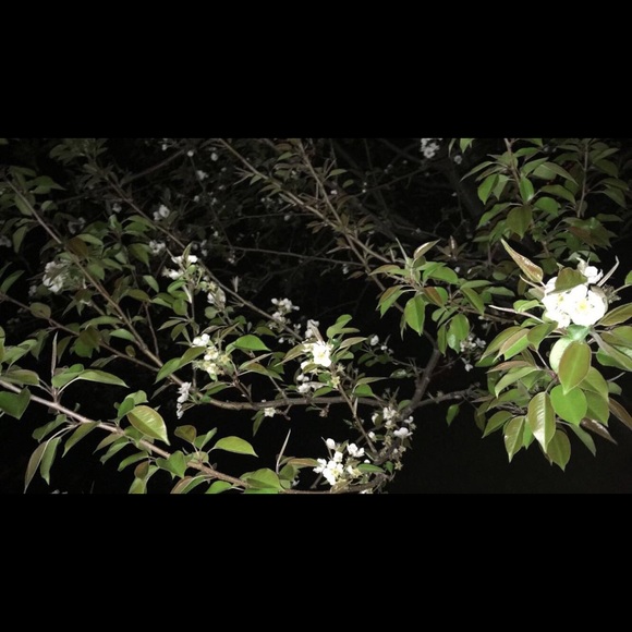 Profile Picture of Amanda Lopez (@bymandie) on Poshmark