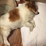 Profile Picture of Ace Bonkowski (@michaelpdx1133) on Instagram