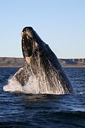 Profile Picture of Whale - Wikipediaon Wikipedia