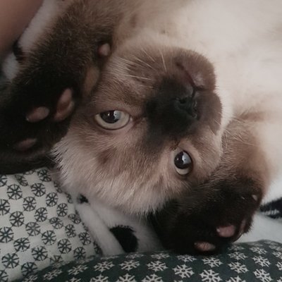 Profile Picture of UnusualJ (@JuliaCa11424717) on Twitter