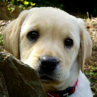 Profile Picture of Kent Crawford (@CrawfordKent) on Twitter