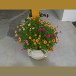 Profile Picture of Antonio Lauro (@antonio.lauro1960) on Instagram