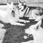 Profile Picture of Rex🐺Rambo🐺 Ziyah🐺 (@rrz_wolfpack) on Instagram