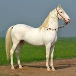 Gurinder Toor - Instagram Profile Picture of Gurinder Toor (@gurinder.toor.77) on Instagram