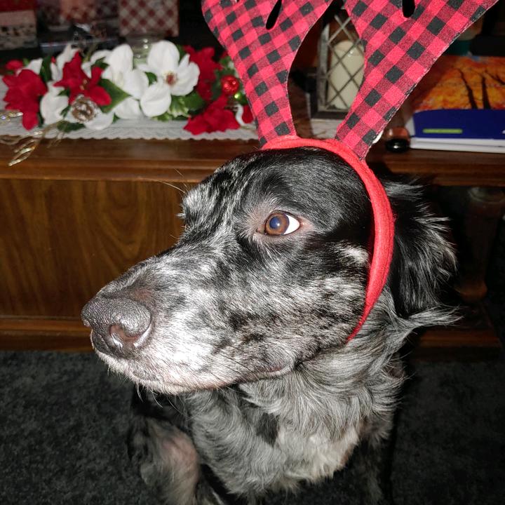 Profile Picture of Michelle Strenkoski (@michellestrenkosk) on Tiktok