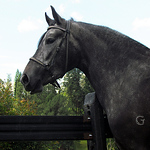 Profile Picture of Nicolas Toro (@nicolás toro) on Flickr