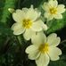Profile Picture of Sue Hocking (@Sue-Hocking) on Facebook