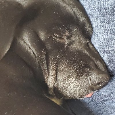 Profile Picture of Dan Lahey (@lahey_dan) on Twitter