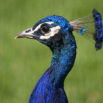 Profile Picture of Ingrid Van Eeten (@ingridvaneeten) on Flickr