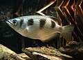 Profile Picture of Banded archerfishon Wikipedia