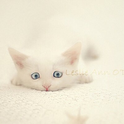 Profile Picture of Julia Deng (@Juliawawa) on Twitter