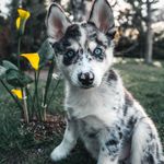 Profile Picture of King Broley Blue (@broleyblue) on Instagram