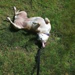 Profile Picture of Craig Heffernan (@heffernan_craig) on Instagram