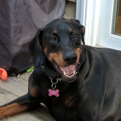 Profile Picture of Brad Forman (@BradForman) on Twitter