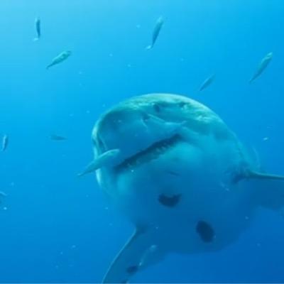 Profile Picture of Frank (@frankreale2016) on Twitter
