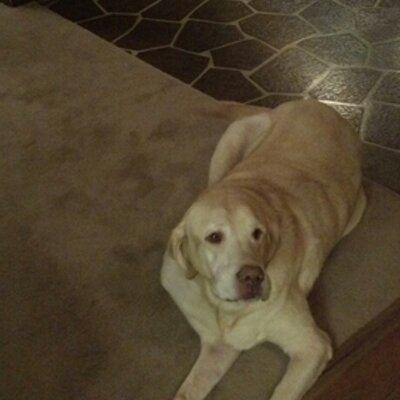 Profile Picture of Allan Greenspan (@agreen3102) on Twitter