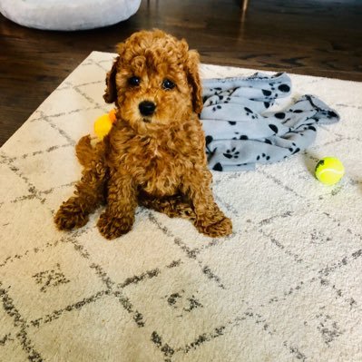 Profile Picture of Joe Uhl (@Joeguhl) on Twitter