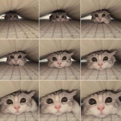 Profile Picture of Lill_kong (CoCo)) (@terry_terry25) on Twitter