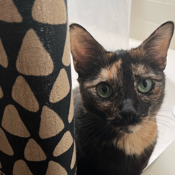 Profile Picture of Alexandra Varona (@sandravarona06) on Poshmark