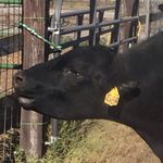 Profile Picture of Blake Tapley (@zoie141414) on Instagram