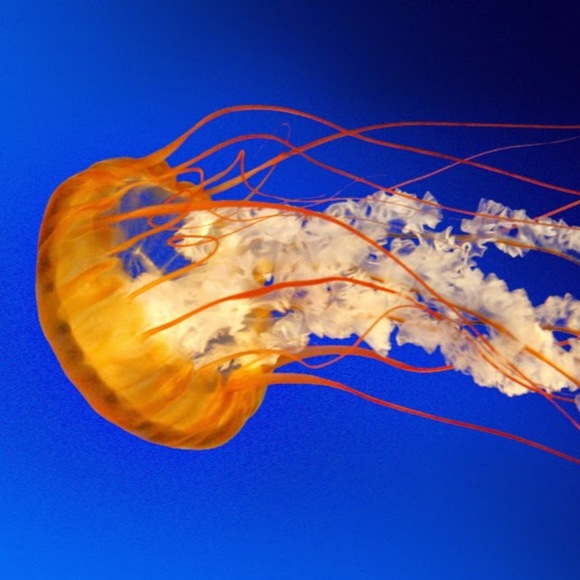 Profile Picture of Pam Nyseth (@pnyseth) on Poshmark