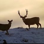 Randy Gardner - Instagram Profile Picture of Randy Gardner (@swirlytine) on Instagram