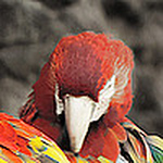 Profile Picture of Chris Straub (@chrisstraub) on Flickr