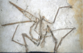 Profile Picture of Pterodactyluson Wikipedia