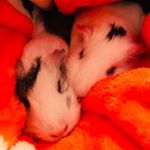 Profile Picture of Regina And Gretchen (@the_2_sassy_guinea_pigs) on Instagram
