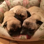 Profile Picture of Julia Bürmann (@tonimops) on Instagram