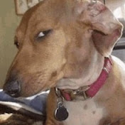 Casey McGuire - Youtube Profile Picture of Casey McGuire (@caseymcguire3830) on Youtube