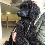 Profile Picture of James De Poedel (@jamesdepoedel) on Instagram