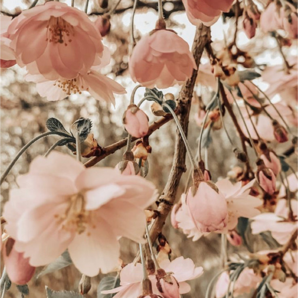 Profile Picture of Annie Salsman (@cinderella0710) on Poshmark