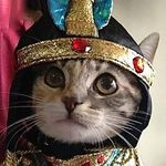 Profile Picture of Paula Williams (@theexiledscouser) on Instagram