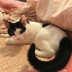 Profile Picture of calvin.the.drainpipe.kitten (@calvin.the.drainpipe.kitten) on Instagram