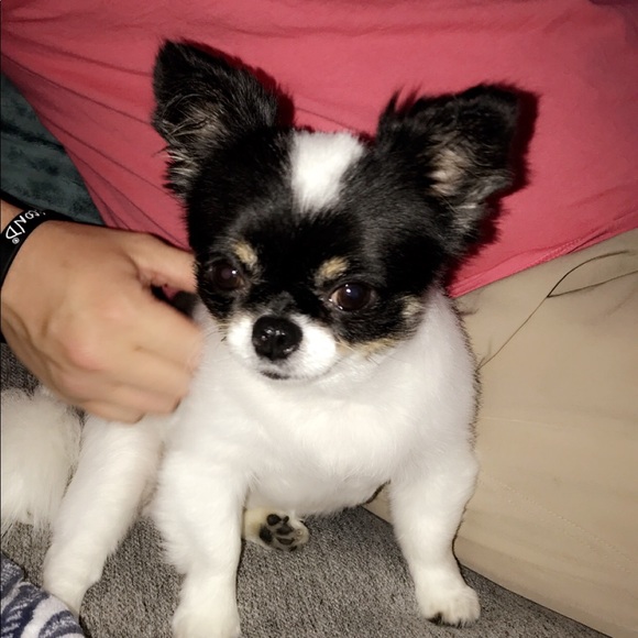 Profile Picture of Caley Brown (@pftiger74) on Poshmark