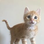 Profile Picture of Ralph (@ralph_the_ginger) on Instagram