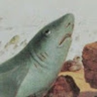 Profile Picture of Ádám Herschman (@Ádám-herschman) on Quora