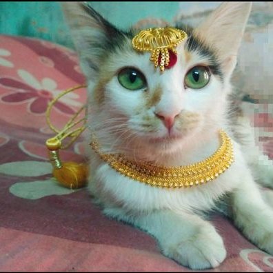 Profile Picture of Piyali Chatterjee (@PiyaliC10673493) on Twitter