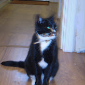 Profile Picture of Lara Gannon (@laragannon8049) on Youtube