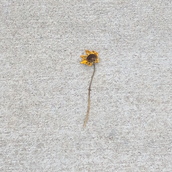 Profile Picture of Jacob Melamed (@jacobpat) on Poshmark